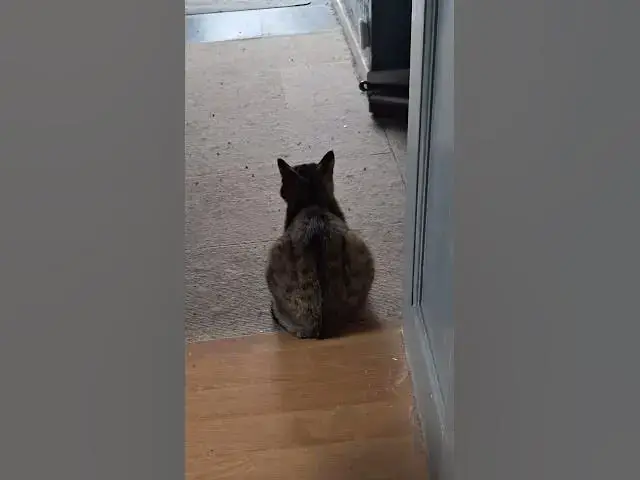 Video thumbnail for what is going on here? Tiggs? what is Tiggs telling Ghost?