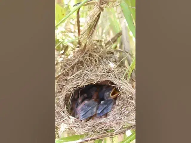 Video thumbnail for Wild babies Eat Food on Nest EP048 #bird #birds #birdnest #birdwatching #shortvideo #bikelover #catc