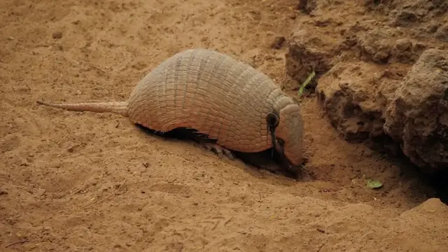 Video thumbnail for  Texans: Bigger, Bolder, and Just a Little Bit Louder