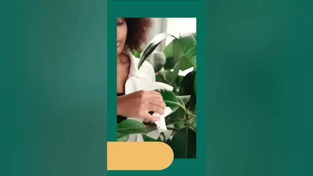 'Video thumbnail for Indoor Plant Care - Tips for Care Household Plants 🌱'