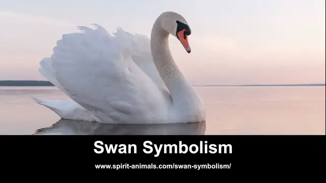 Video thumbnail for Swan Symbolism