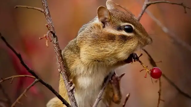 Video thumbnail for Chipmunk Symbolism