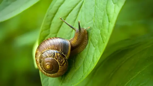 Video thumbnail for Snail Symbolism