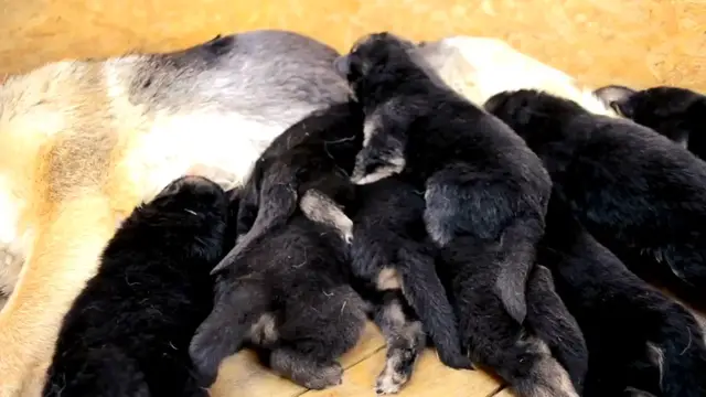 Video thumbnail for  Top 5 Training Tips for the Perfect German Shepherd