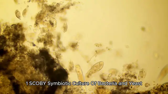 Video thumbnail for kombucha recipe