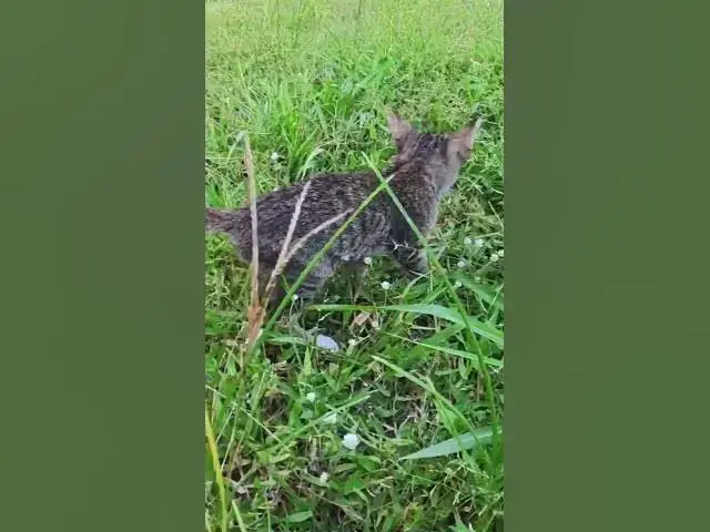 Video thumbnail for All baby cat Play on grass 3  #cat #shortcat #catchcatch #bitcat  #animals #cute #catlover  #cutecat
