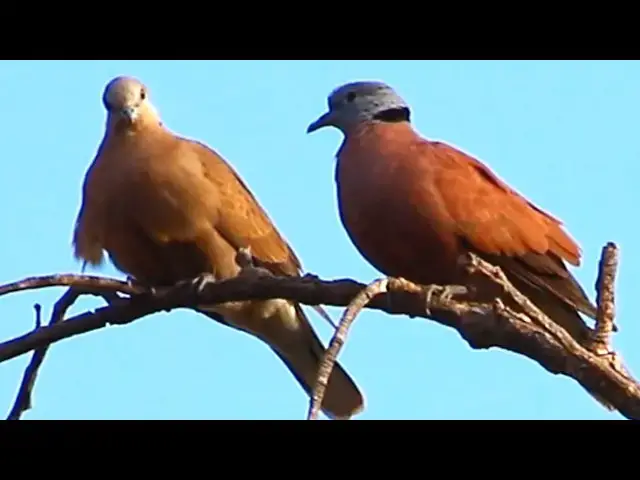 Video thumbnail for Family of wild dove - Female & Malem Dove Life