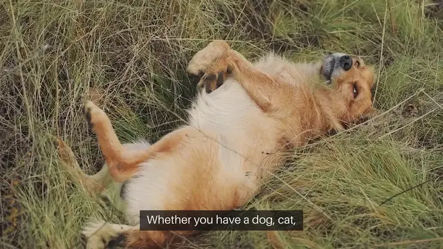 Video thumbnail for Pet Exercise Routines for Home