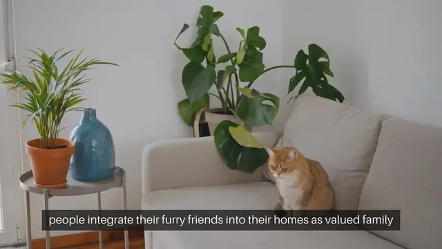 Video thumbnail for Pet Furniture Solutions