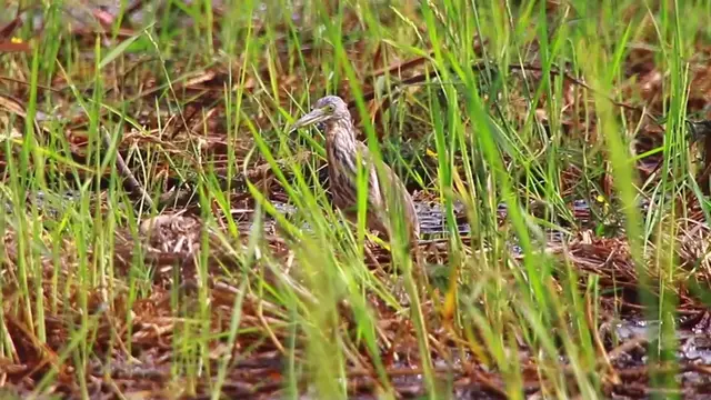 'Video thumbnail for THe hero of wild bird stay in grass to wait catch food eat here'