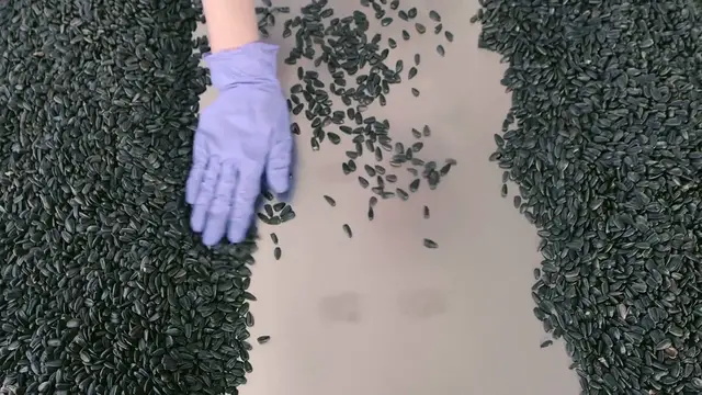 Video thumbnail for Black Seed Side Effects Unveiled: What You Need to Know Before You Go Seed Crazy