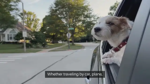 'Video thumbnail for Safe Travel Crates for Pets'