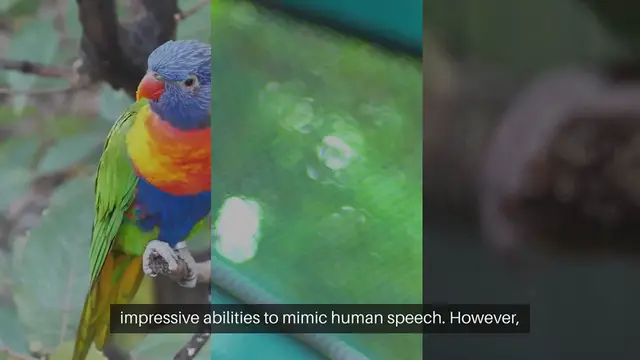 Video thumbnail for Exotic Birds as Pets Care and Feeding Tips