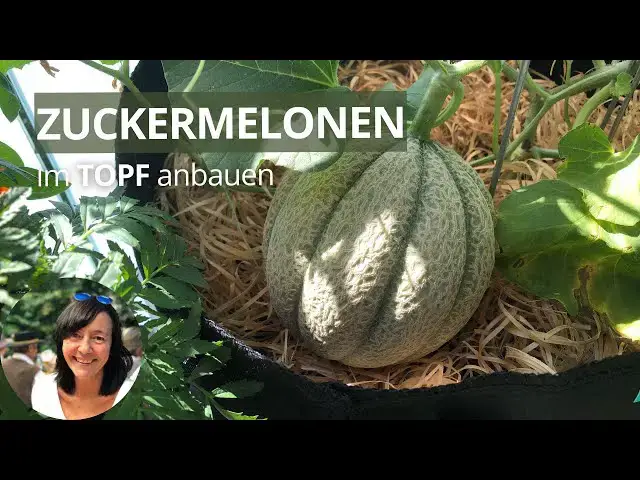'Video thumbnail for Zuckermelonen im Topf anbauen - vertikal ist eine gute Idee für Balkon & Terrasse'