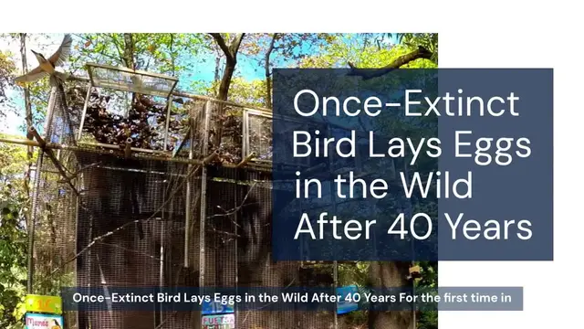 Video thumbnail for Once-Extinct Bird Is Now Laying Eggs in the Wild for the First Time in Nearly 40 Years