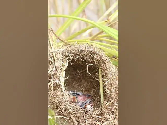 Video thumbnail for #BabyBirdDiet #FeedingBabyBirds #BirdNutrition #BirdCareTips #AvianNutrition #BirdFeedingPractices