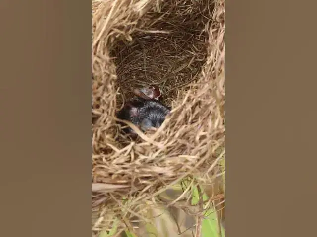 Video thumbnail for Babies Single Bird Nest EP#066 #nestegg #egglaying #satisfying #nestling  #birds #babybird  #nature