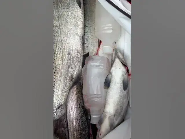'Video thumbnail for Nice haul of Puget Sound Salmon! Still putting out some good fish!'