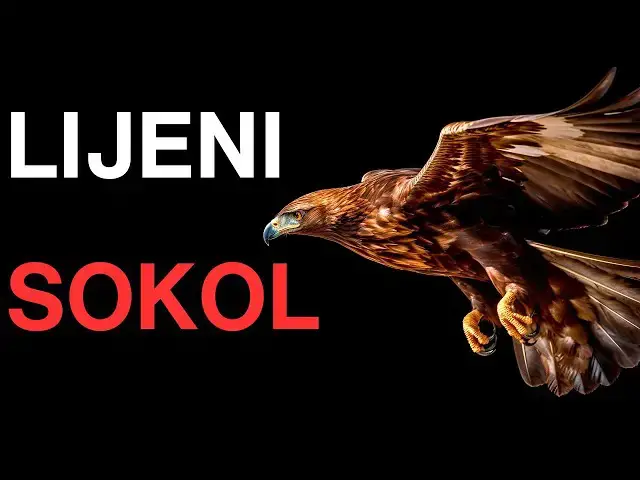 Video thumbnail for LIJENI SOKOL Poučna priča o važnosti truda i učenja