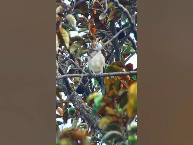 Video thumbnail for Male Wild Dove Bird EP 016  #birdnest #bird #birds #bestbird #birdofwast #birdnest