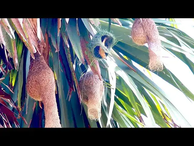 'Video thumbnail for Golden bird wild bird made nest by grass on tree'