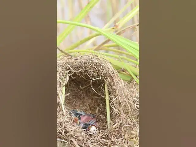 Video thumbnail for #BabyBirdFeedingSchedule #NutritionalNeedsOfBabyBirds #BestFoodForBabyBirds #Hand feedingBabyBirds