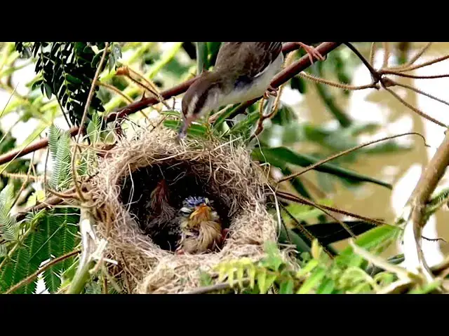 'Video thumbnail for The nest cuckoo bird, Mother's cuckoo sparrow feed it here'