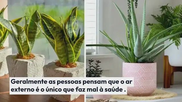 Video thumbnail for 9 plantas que purificam naturalmente o ar poluído em casa