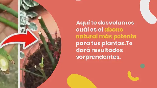 Video thumbnail for El abono natural más potente para tus plantas: resultados casi inmediatos