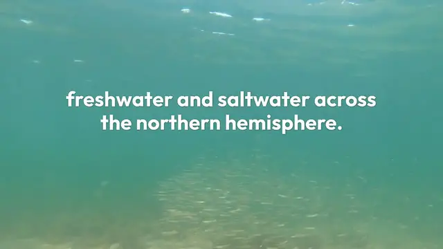 Video thumbnail for Smelt Fish: Tiny but Mighty Swimmers