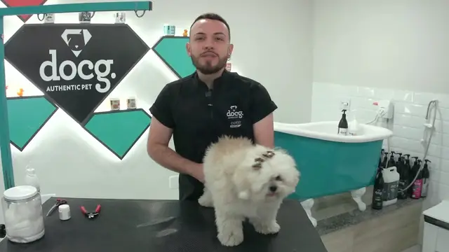 Video thumbnail for Banho em Cachorro Idoso: Como Fazer de Forma Correta e Segura 🐾✨