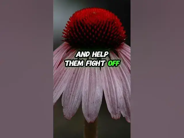 Video thumbnail for 7 Herbal Remedies to Help Cats Beat a Cold