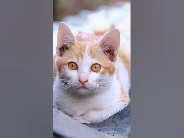 Video thumbnail for Cute of babies cat 19 #cat #cateat #viralcat #topcat #catlife #shortcat  #fredingcat