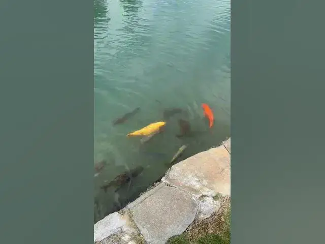 'Video thumbnail for Cool Fish'