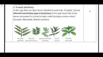 Video thumbnail for 11th Bio-Botany First Mid Term Answer Keys 2019-20 | Namakkal District | English Medium