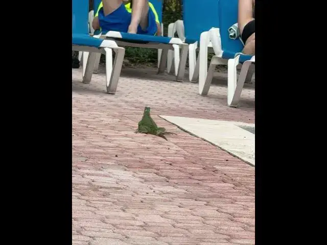 Video thumbnail for I’ve never seen one this close!