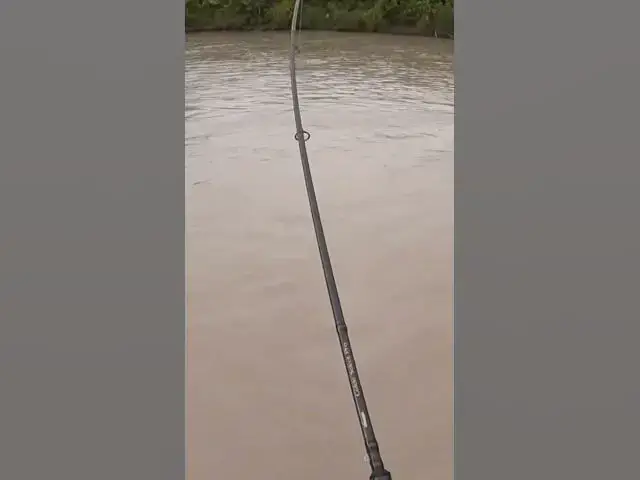 'Video thumbnail for Early Coho bites a corkie and yarn rig on the Puyallup! Good fight and aerials!'