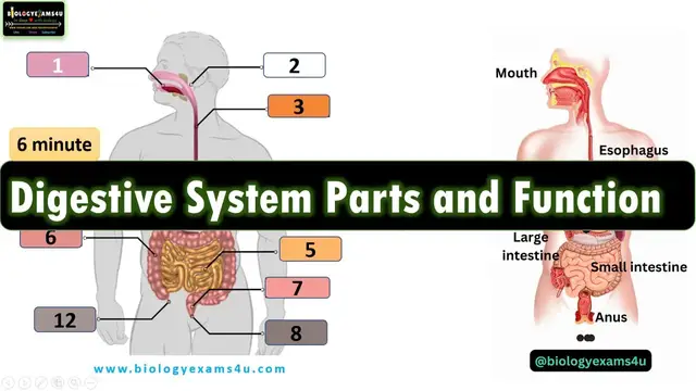 Video thumbnail for Digestive System of Human Body|| 12 Parts and Function