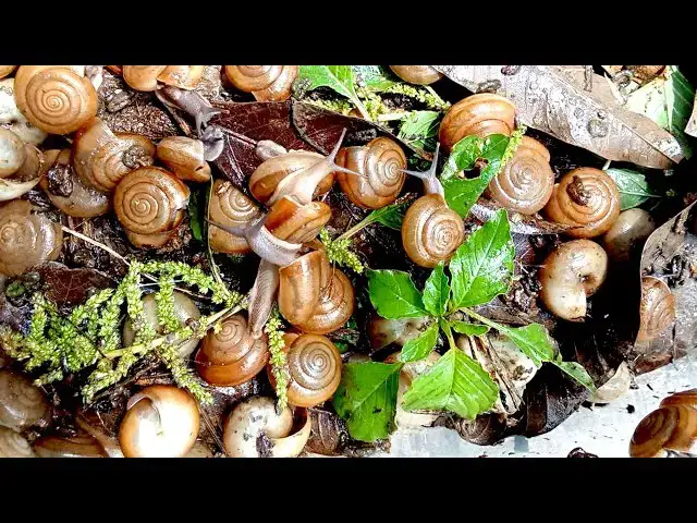 Video thumbnail for 🐌 Snails, 🐌 snial alot eating papaya fruits now 🦈 | 𝑴𝒆𝒕𝒉𝒐𝒅𝒔 #𝟗𝟔9066
