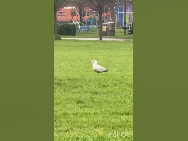 Video thumbnail for Beautiful bird #bird #varietybird