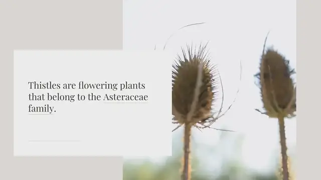 Video thumbnail for What color are thistle flowers?