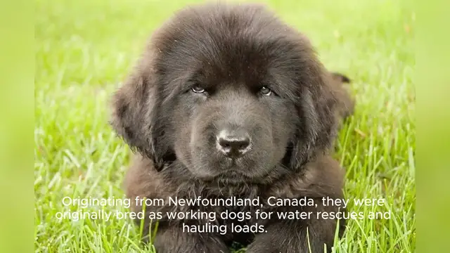 Video thumbnail for Newfoundlands