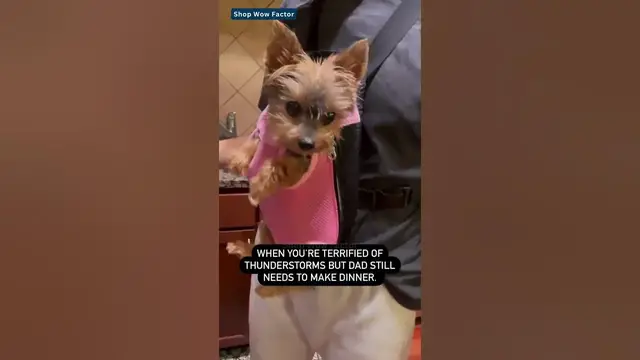 Video thumbnail for 🐾 Must-Have Small Dog Carrier: Stylish & Safe for USA Pooch Parents! 🐶 | Link is in Description