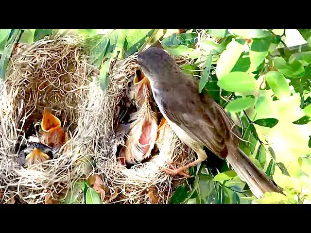'Video thumbnail for កូនចាបតូចៗ ស្រែកយំឃ្លានស៊ីចំណី ក្នុងសំបុក | Babie bird crie eat'