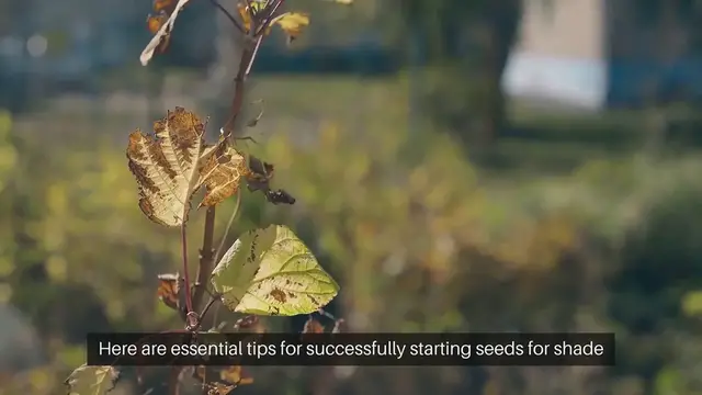 Video thumbnail for Seed Starting for Shade Gardens