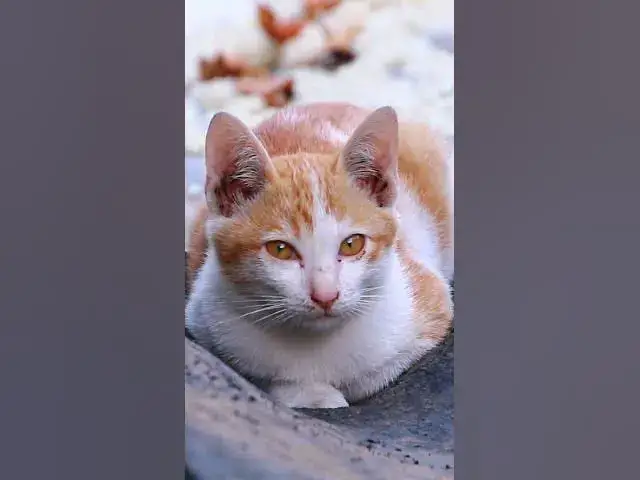 Video thumbnail for Amazing Babies Cute Cat 9  #animals#Cat #shortcat #cats #allcat #allbabiescat #viralcat