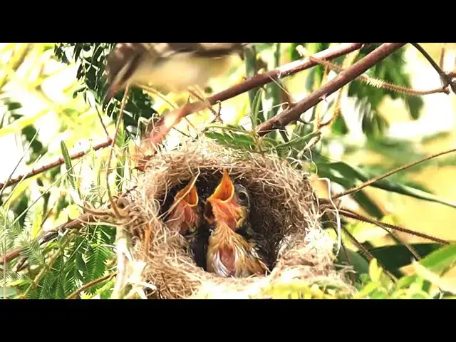 'Video thumbnail for មេចាប ទៅចាប់កណ្ដូប អោយកូនចាបស៊ី | Mother bird carea babie'