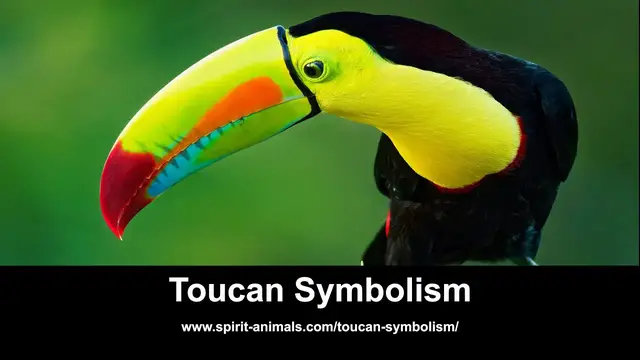 Video thumbnail for Toucan Symbolism