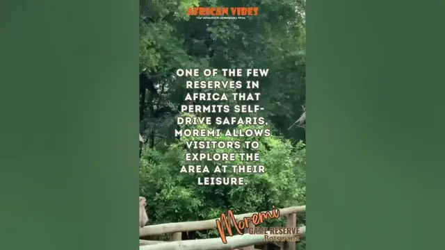 Video thumbnail for Unforgettable Safari Experience in Moremi Game Reserve, Botswana - Wildlife Paradise Awaits! 🦁🐘🌍