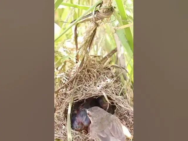 Video thumbnail for Wild babies Eat Food on Nest EP033 #bird #birds #birdnest #birdwatching #shortvideo #bikelover #catc